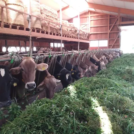 Schlossbauer Spielberg Bei Knittelfeld