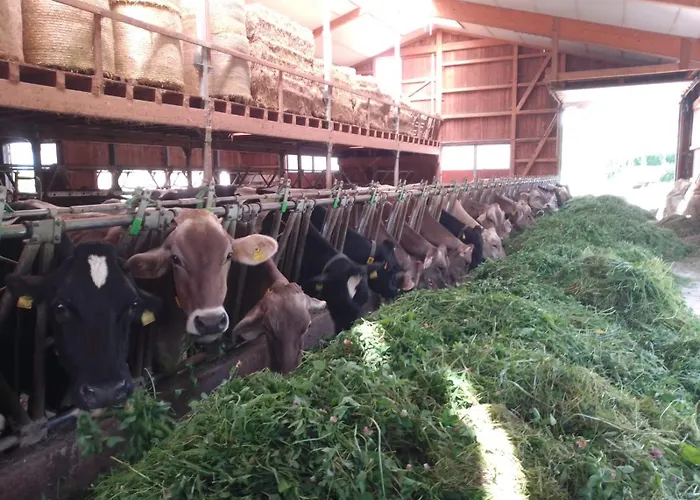 Schlossbauer Spielberg Bei Knittelfeld